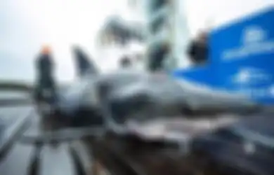 Bekas Gigitan di Kepala Hiu Putih Sepanjang 4 Meter Ini Tunjukkan Ada Predator Raksasa yang Lebih Besar di Lautan, Apa Ya?