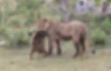 Berada dalam Cengkeraman Singa yang Memangsa Induknya, Anak Kera Ini Justru Diperlakukan Secara Tak Terduga oleh si Raja Hutan Tersebut