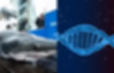 BERITA POPULER: Bekas Gigitan di Kepala Hiu yang Ungkap Predator Raksasa Hingga Hubungan Hancur Gara-gara Iseng Tes DNA