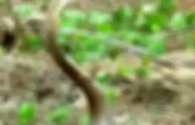 'Teror' Puluhan Kobra di Beberapa Daerah, Ahli Beri Penjelasan Mengapa Banyak Kobra Bermunculan
