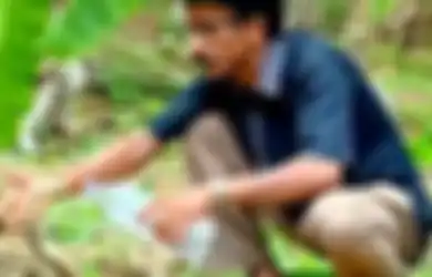 (Video) Seperti Mengabaikan Keselamatan Sendiri, Petugas Hutan Ini Memberi Minum Ular Kobra yang Kehausan