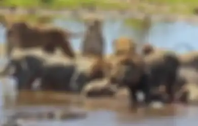 Berani Ganggu Kawanan Singa Sedang Berburu, Buaya Ini Berakhir Seperti Ini