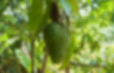 Air Rebusan Daun Sirsak Lebih Efektif Sembuhkan Kanker Payudara Dibanding Kemoterapi