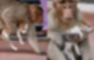 Bukti Jalinan Kasih Sayang yang Begitu Kuat: Monyet dan Anjing Ini Sudah Seperti Ibu dan Anak, Simak Kehangatannya!