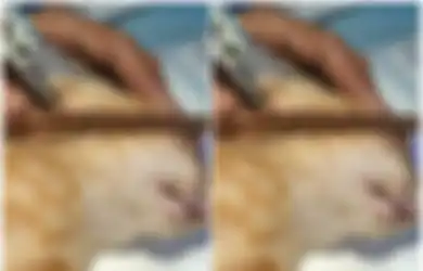 Matanya Ditusuk Kayu, 4 Kucing di Pontianak Alami Penganiayaan oleh Sosok Misterius, Ada yang Bola Matanya Harus Diangkat karena Alami Ini