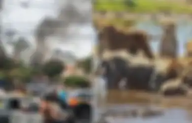 BERITA POPULER: Pesawat Jatuh di Rumah Penduduk Beberapa Saat Setelah Lepas Landas hingga Nasib Buaya Setelah Ganggu Singa Berburu