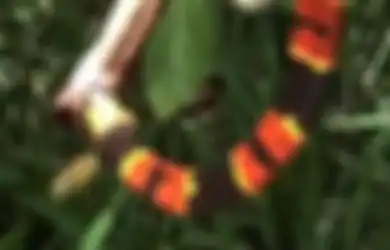 (Video) Satu Ular Memangsa Ular Lain, Tiba-tiba Hewan Tak terduga Lain Ikut Serta dalam Agenda Mangsa-memangsa Ini!