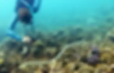 Ditemukan Kulit Ular yang Menyerap Logam Berat dan Timbulkan Bercak Hitam, Ular Laut yang Lebih Besar Tumbuh Semakin Menghitam?