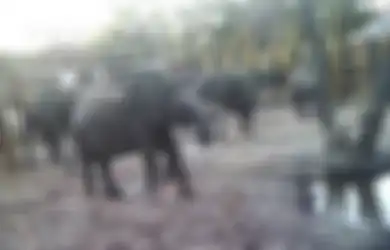 Tuai Kecaman, Zimbabwe Kirim Puluhan Gajah Muda ke China, Ada 50.000 Lebih Gajah Ditempatkan di Taman dengan Daya Tampung 15.000 Ekor Gajah
