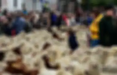 2.000 Domba Merino dan 100 Kambing Banjiri Jalanan di Madrid dalam Migrasi Tahunan, Kok Bisa?