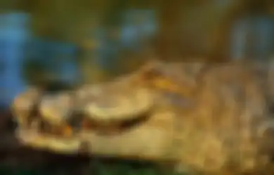 Dengar Teriakan Misterius dari Sungai, Gadis 11 Tahun Ini Temukan Temannya dalam Cengkeraman Buaya, Hal Berani Ini yang Dilakukannya hingga Buaya Pergi