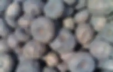 Sulap Pemulung Jadi Miliarder, Ini Manfaat Tanaman Porang, Bisa Gantikan Nasi sampai Turunkan Kadar Kolesterol