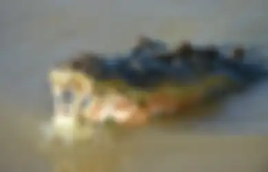 6 Perbedaan Buaya dengan Aligator Yang Perlu Orang Tau, Yang Satu Jauh Lebih Agresif!