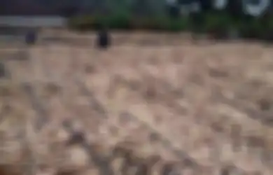 Tanaman Porang Bikin Nasib Pemulung Ini Berubah 180 Derajat hingga Jadi Miliarder, Ternyata Jenis Umbi Ini Kaya Manfaat