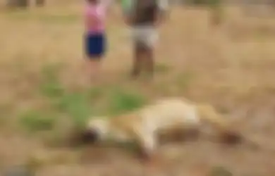 Berlumuran Darah dengan Tubuh yang Tak Lagi Utuh Lagi, 4 Singa di Afrika Justru Dibantai di Tempat Mereka Dilindungi