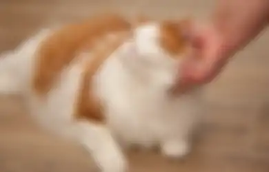 Pengen Kocheng Lo Jadi Kucing Sultan? Simak Nih Gucci Pet Collection!