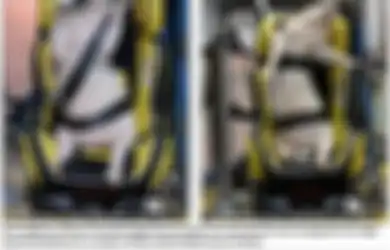 Didudukkan di Atas 'Car Seat', Babi Hidup Ini Lalu Ditabrakkan ke Dinding Hingga Alami Memar dan Luka Dalam, Alasan di Baliknya Bikin para Aktivis Geram