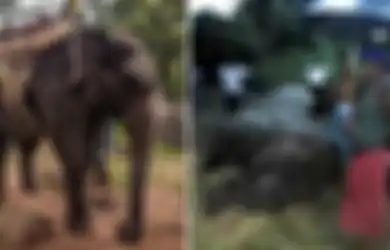 Digunakan Wisatawan untuk 'Bersenang-senang' di Tengah Teriknya Hari, Gajah ini Mati Mengenaskan