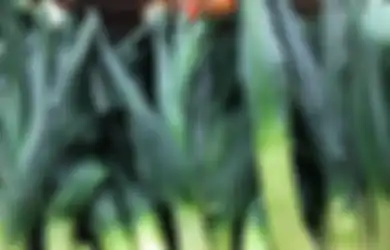 Lahan Terbatas Tapi Ingin Tanam Bawang Merah, Cukup Pakai Media Tanam Ini dan Voilaa…..