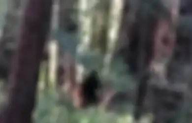 Tingginya Hampir Capai 3 Meter, Makhluk 'Setengah Manusia, Setengah Anjing' Meneror Kota-kota dan Meninggalkan Korban