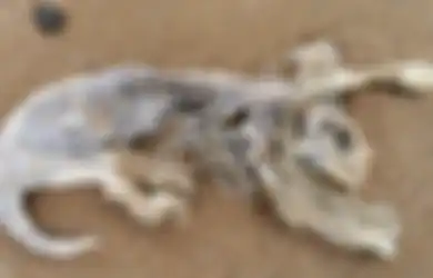 Makhluk Misterius Bertubuh Separuh Kucing dan Separuh Kadal Ditemukan di Pantai, Hewan Apa Itu?