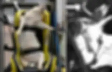 15 Babi Dibiarkan Kelaparan 24 Jam dan Kehausan Sebelum 'Disiksa' Seperti Ini: Kejam, Kuno, dan Tak Dapat Dibenarkan