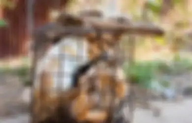 Inilah Rumah Jagal Anjing di Kamboja yang Membantai Banyak Anjing Secara Sadis untuk Dijadikan Daging hingga Makanan Ringan