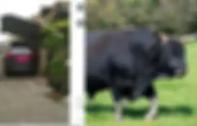 BERITA POPULAR: Aturan Pemilik Mobil Wajib Punya Garasi Hingga Pertanian Ini Diisi Hewan yang Sudah Punah dari Abad 17