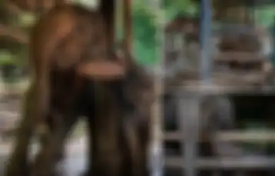 Rekaman Menyedihkan dari Kamp Pelatihan Gajah, Mereka Dikembangbiakan untuk 'Disiksa' Agar Menghasilkan Uang