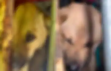 15.000 Anjing Dibunuh Tiap Tahunnya, Begini Ekspresi Kesedihan Seekor Anjing Saat Tahu Dibawa ke Rumah Jagal, Tak Ubahnya Manusia