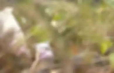 Tinggal Tulang-belulang, Beginilah Nasib Bayi Malang yang Dibuang Ibunya Kemudian Tewas 'Dimakan Kawanan Anjing Liar'