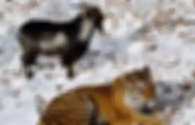 Masih Ingat dengan Billy Si Kambing 'Penakluk' Harimau Siberia dan Menjadikannya Teman? Beginilah Kabarnya Sekarang