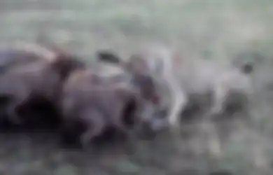 Singa Betina Rebutan Mangsa dengan Gerombolan Hyena yang Haus Darah, Seekor Raja Hutan Kemudian Tunjukkan Otoritasnya: 'Alam Itu Brutal'