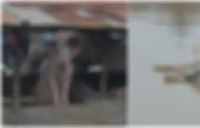 4 Ribu Babi Mati di Sumatera Utara karena Hog Cholera, Bisakah Menular ke Manusia?