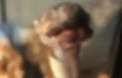 Secara Misterius Kulit Ular Ini Mengering, Mengelupas, Hancur dan Membuatnya Jadi Mumi Kurus, Ternyata Terjangkiti Penyakit Ini, Bisa Tulari Manusia?