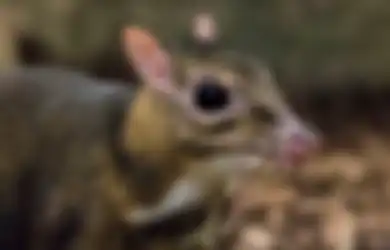 Mirip Tikus Tapi Kakinya Panjang, Hewan Ini Ditemukan Kembali Setelah 30 Tahun Dinyatakan Punah