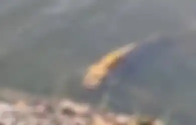 Viral Video Penampakan Ikan 'Berwajah Manusia', Ternyata Ada Sebab-sebab Tertentu Ini Dibalik Kemiripan Tersebut!