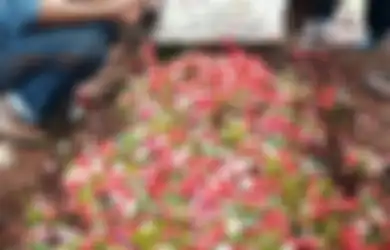 Pilu, Jenazah Artis ini Terpaksa Dibopong Sejumlah Pria ke Pemakaman, Terungkap Fakta Mengejutkan Dibaliknya
