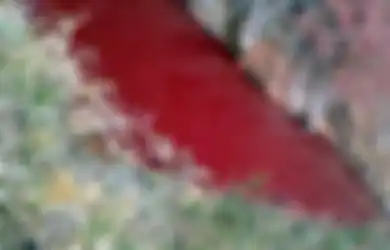 Bikin Korea Selatan Banjir Darah dan Sebabkan Puluhan Ribu Hewan Mati di Sumatera Utara, Wabah Ini Bikin Negeri di Seberang China 'Melupakan' Virus Corona