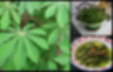 Beruntunglah Anda yang Suka Makan Daun Singkong saat Makan Nasi Padang, Rupanya Daun Singkong Bisa Menjadi Obat untuk Penyakit Mematikan Ini
