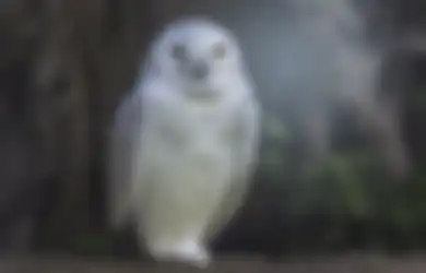 Beredar Video Seram 2 Bayi Burung Hantu, Orang Bilang Mirip Penampakan Alien, Seperti Apa Wujudnya?