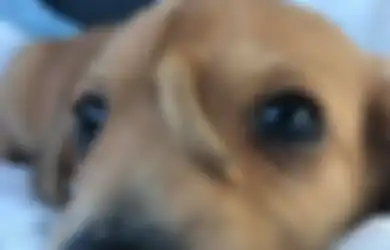 Punya Ekor Tambahan di Kepalanya, Anjing Ini Justru Bikin 17 Ribu Orang Antre untuk Mengadopsinya Setelah Dokter Putuskan untuk Tidak Mengoperasinya