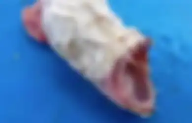 Misteri 'Monster Laut' Tanpa Mata yang Ditemukan, Seperti Keturunan Iblis dan Belut, Tapi Ini Fakta Sesungguhnya