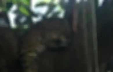 Berlumurn Darah, Petani Kopi Tewas Diterkam Macan Tutul, BKSDA Sumsel Selidiki Penyebabnya