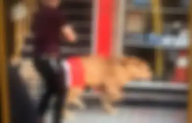 Pria Ini Bawa Singa Langka Jalan-jalan di Kota Saat Demo, Ternyata Ini Tujuannya