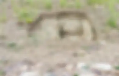 Sungguh Tak Bermoral, Demi Dapatkan Sepeda Motor Pria Ini Nekat Bongkar Makam Orang Tuanya Sendiri Lalu Lakukan Hal Ini dengan Sisa-sisa Jenazahnya