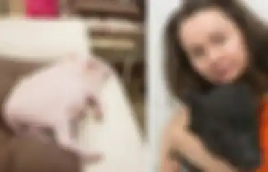 Jadikan 10 Babi Sebagai Hewan Peliharaan Kesayangan, Apartemen Wanita Ini Dituduh Bau Busuk, Tapi Dia Membantah: 'Mereka Hewan yang Sangat Baik'