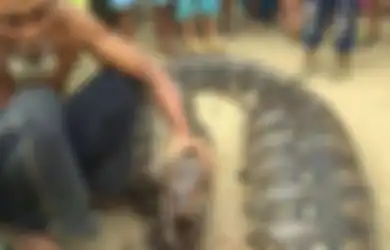 Lihat Ular Piton yang Perutnya Membesar Seperti Habis Memangsa Manusia, Warga Ramai-ramai Membunuhnya, Ternyata Ini yang Ular Tersebut Makan