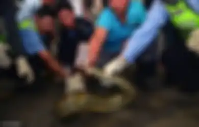 10 Tahun Sembunyi di Eternit Gedung Spa, Ular Piton Sepanjang 4 Meter Ini Akhirnya Ketahuan Gara-Gara Hal Sepele Ini