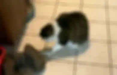 Dikira Kucingnya Bermain dengan Bayangan, Tiba-tiba Kucing Itu Melompat, Ternyata Ada Makhluk Ini di Balik Sepatu